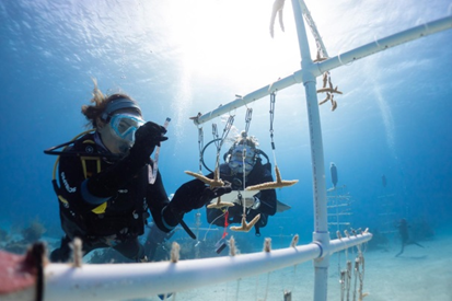 Emily working on the coral nurseries at the Cape Eleuthera Institute in The Bahamas